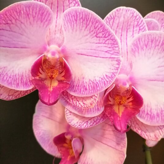 Orchidee kleur met sierpot