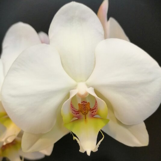 Orchidee wit met sierpot